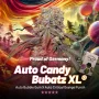 Cannabis seeds Auto Candy Bubatz XL® NEW! from Dutch Passion